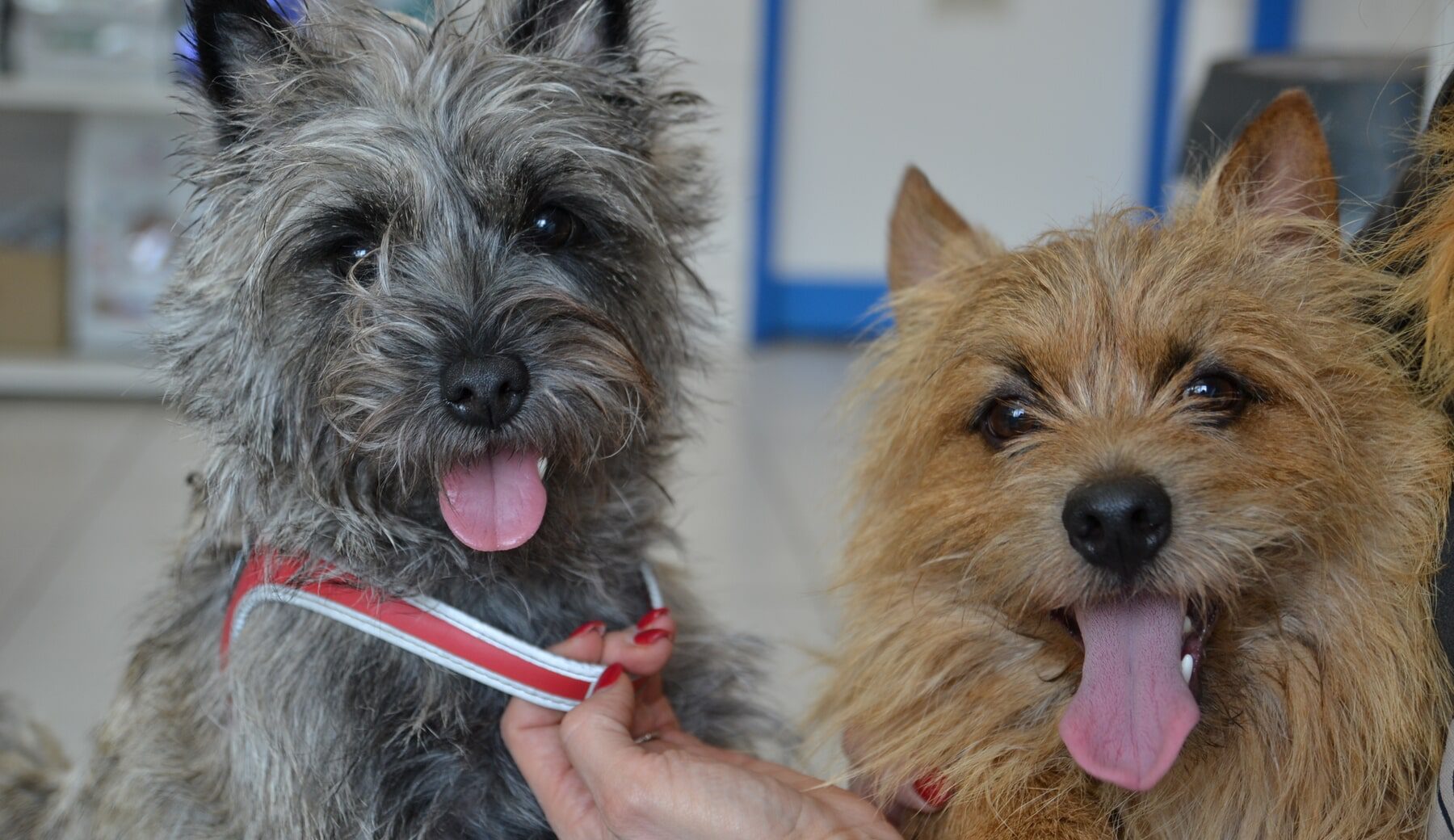 Veterinární klinika OK-VET Veterinární klinika OK-VET